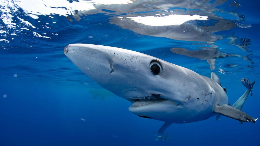 Featured image Stream Shark Week Live Online Without Cable