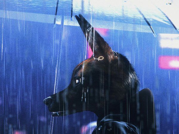 Featured image Bouchra reviews idiosyncratic furry cinema