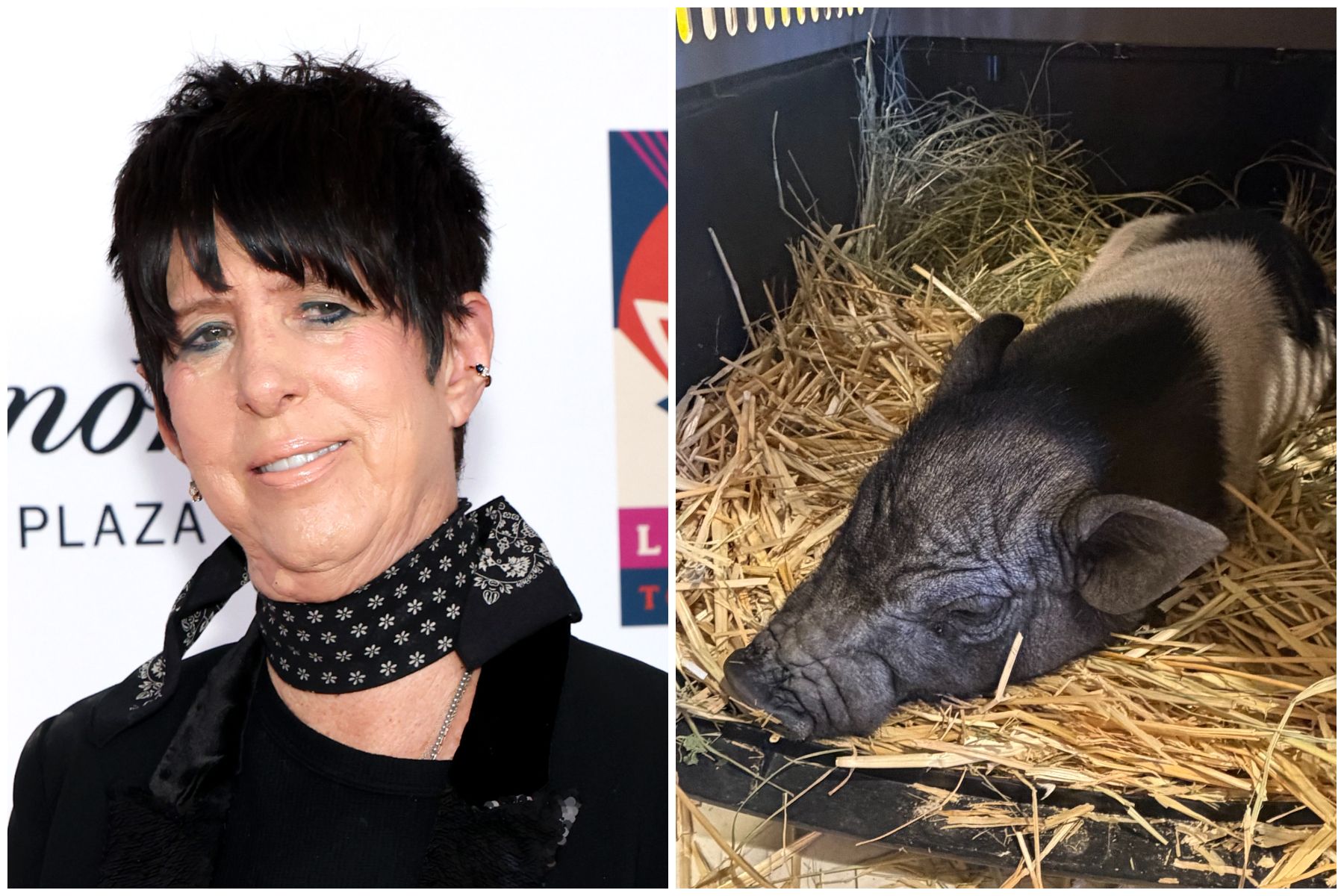 Featured image Diane Warren adopts West Hollywood pig Wilbur Welcome Wilbur