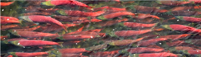 Featured image The Great Sockeye Migration Live Nature Series